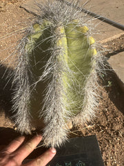 👑 Wooly Rhino — Rooted 11” Whole Plant