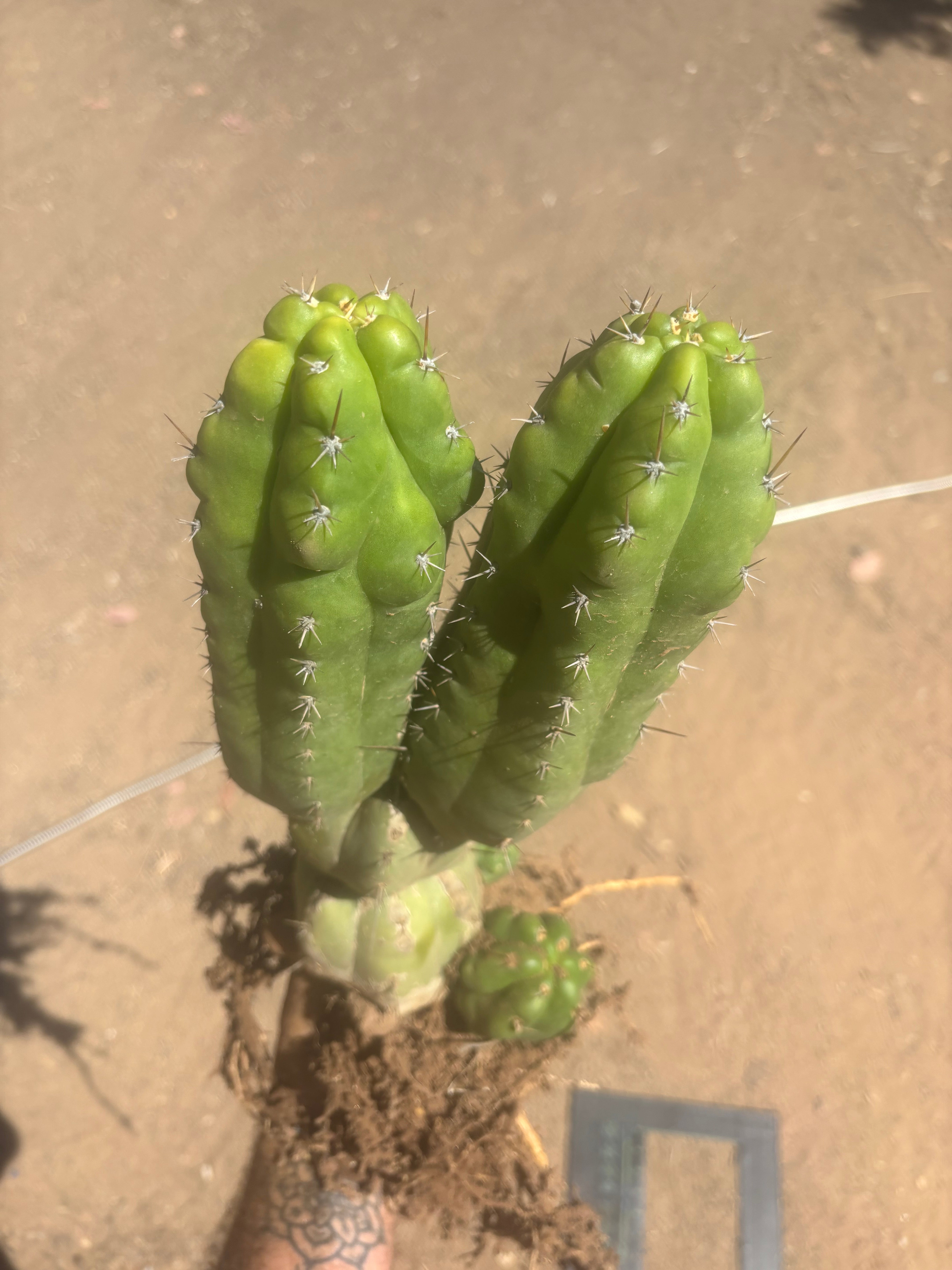 👑 TPM — Large Rooted Multi-Pupper