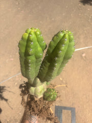 👑 TPM — Large Rooted Multi-Pupper