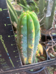 🔰 Vari Pachanoi — 8.5” Tip
