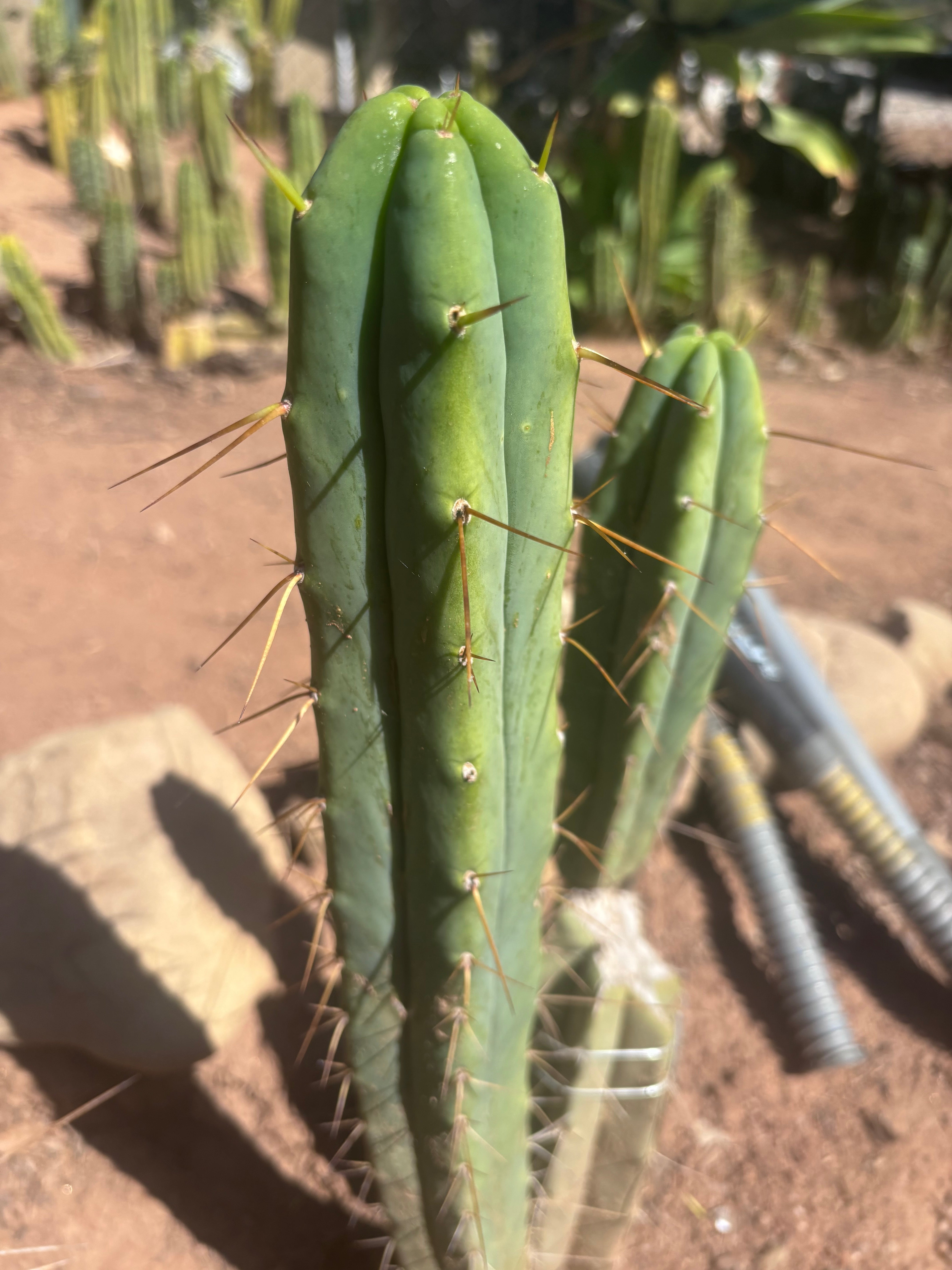 🌶️ 805 — 15” Tip