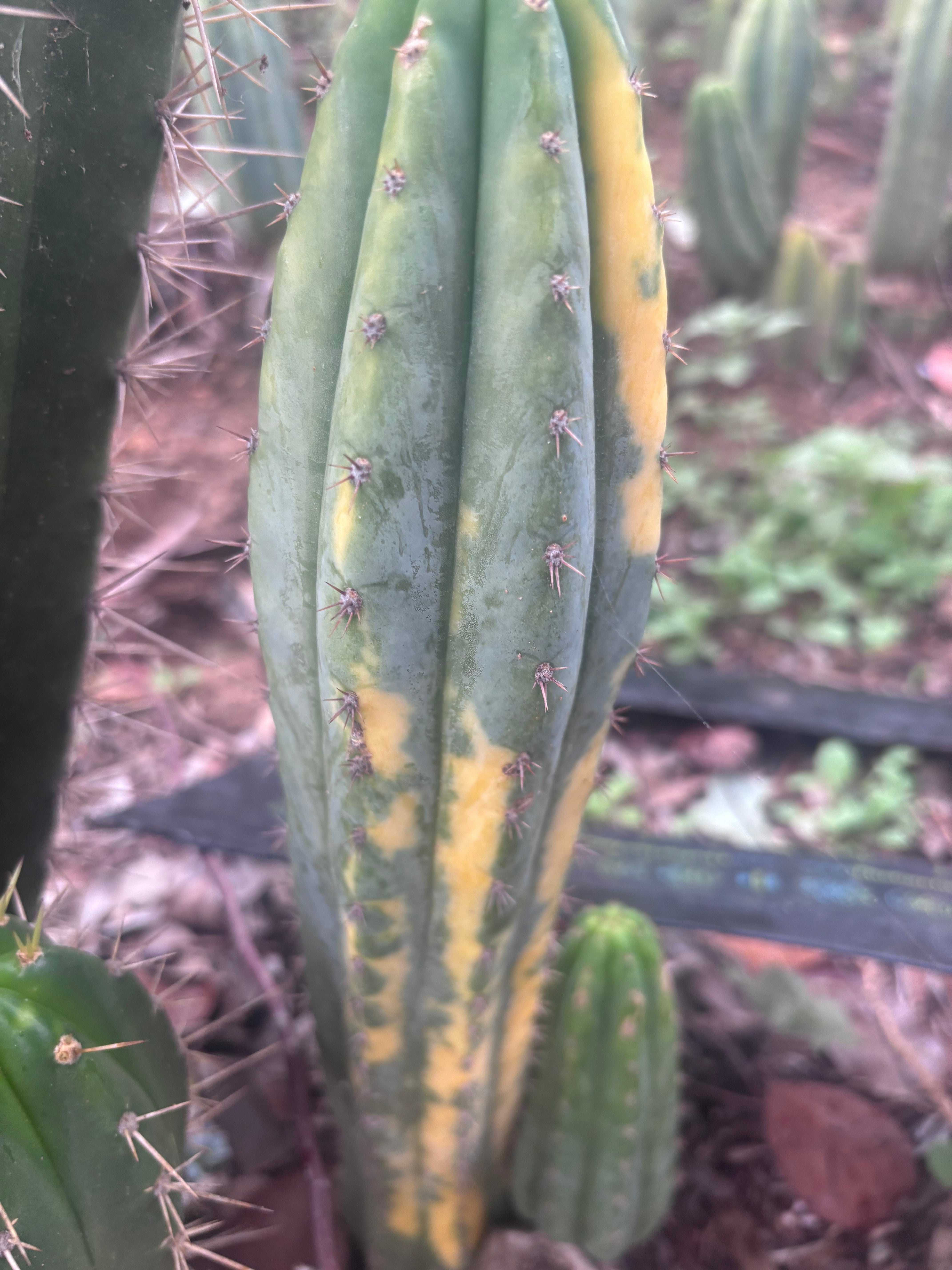 💎 Vari Pachanoi — 7.5” Tip