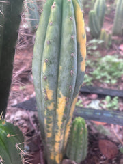 💎 Vari Pachanoi — 7.5” Tip