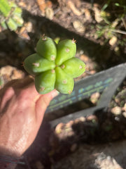 💎👑🌶️🌶️ KR04 — 7” Tip