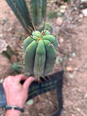 👑🌶️ CA1 Sherman — 12” Tip