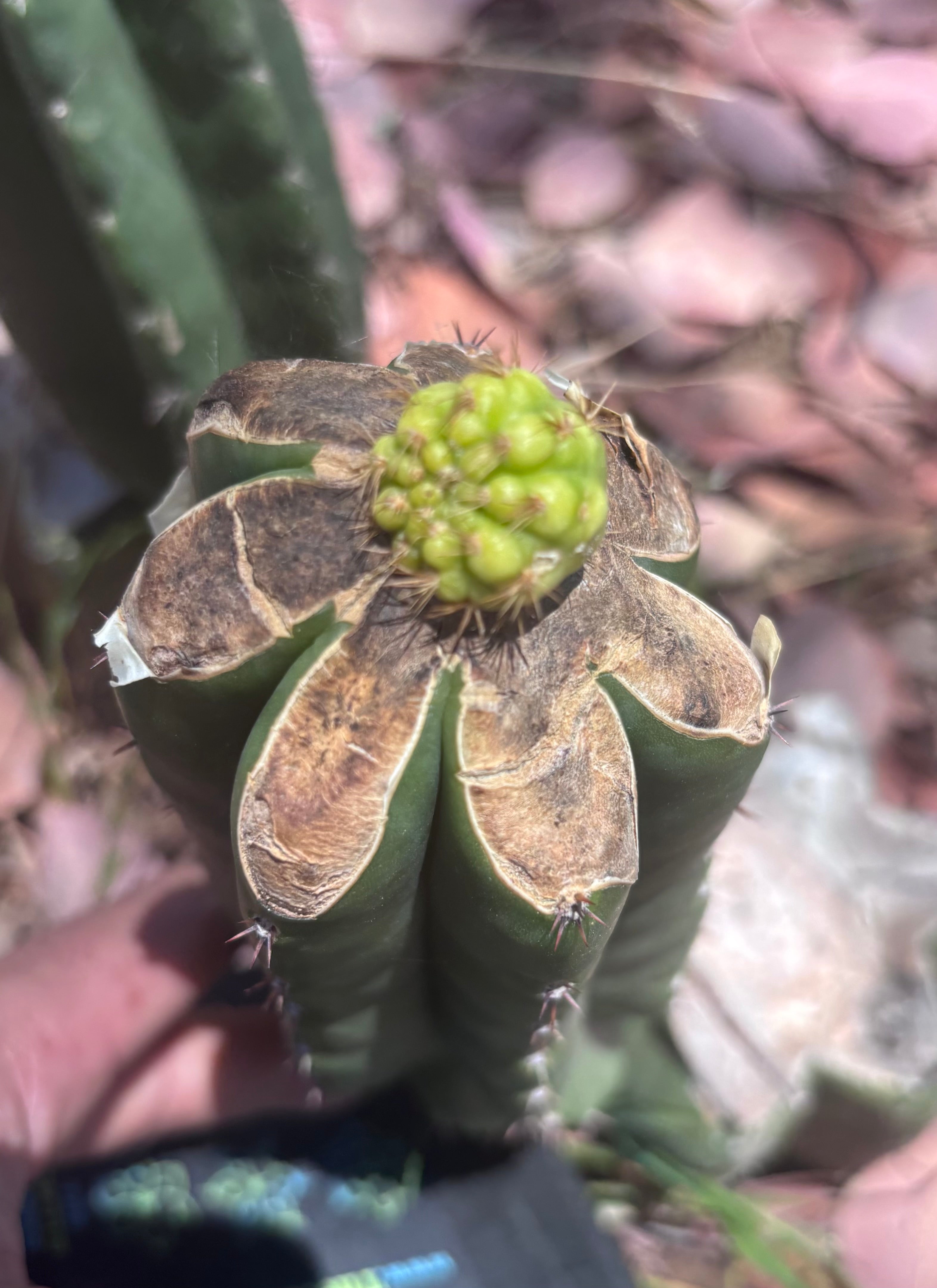 👑💎 Hulk’s Balls Graft