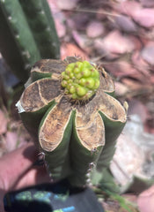 👑💎 Hulk’s Balls Graft