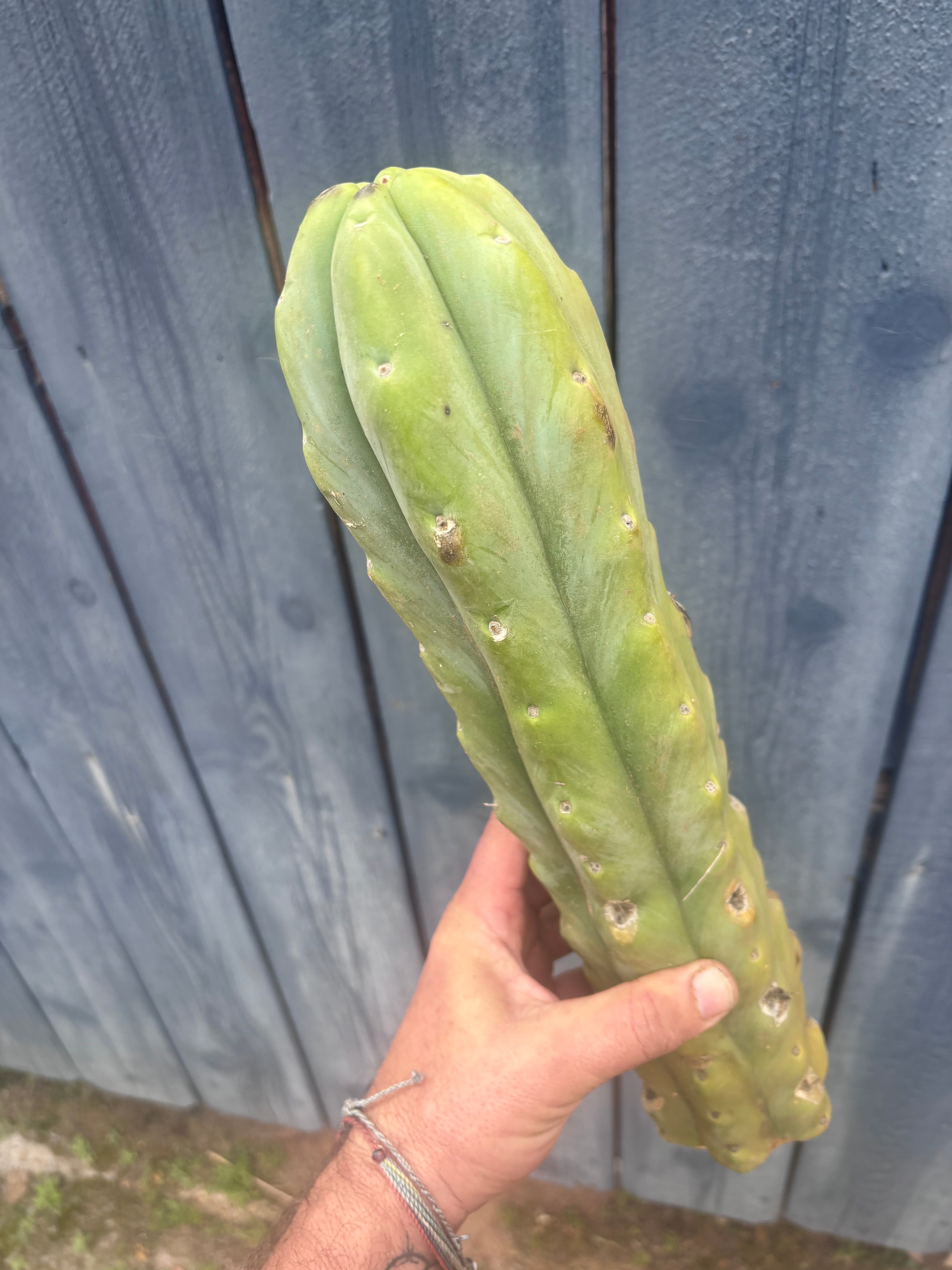 👑🌶️🌶️  Jiimz Twin Spine — XL Mature 15” Tips (Restocked)