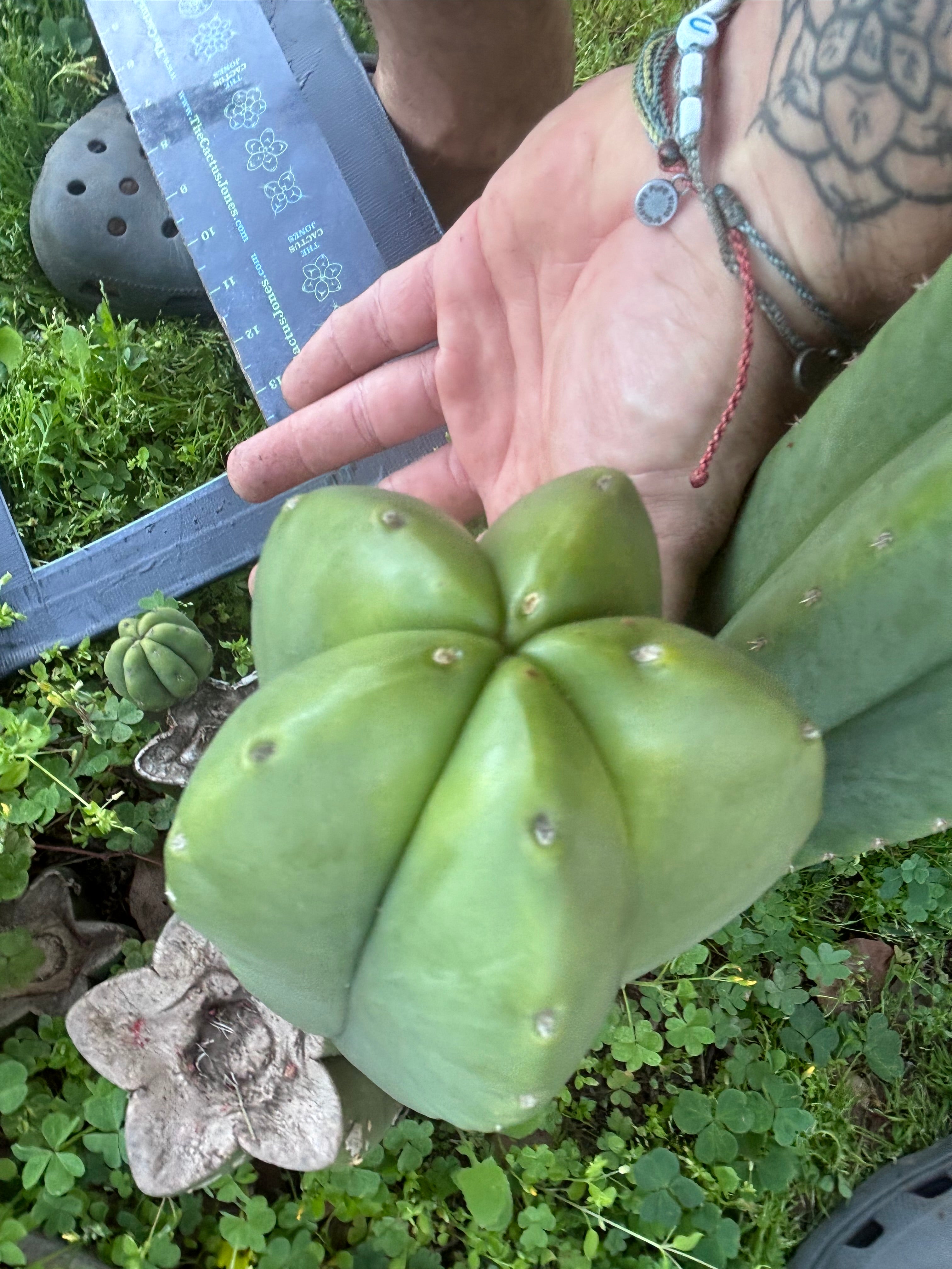 👑💎 Aussie Scop — Fat 10” Melon
