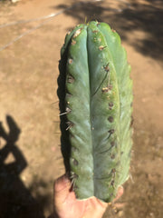 💎🌶️🌶️ NOM —  Fat 10” Tip
