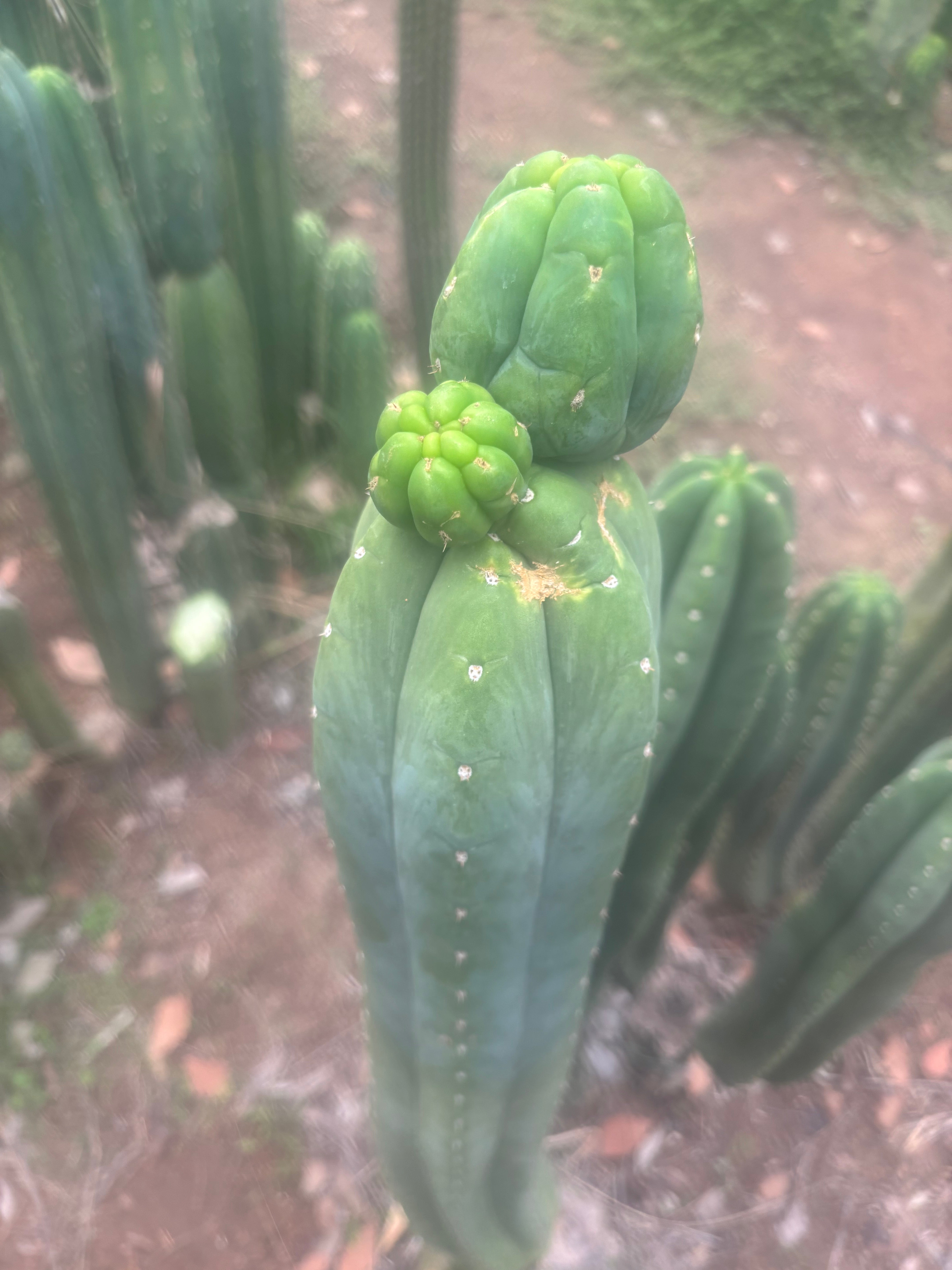👑🌶️🌶️ Ogun — 17” MegaTip 💎