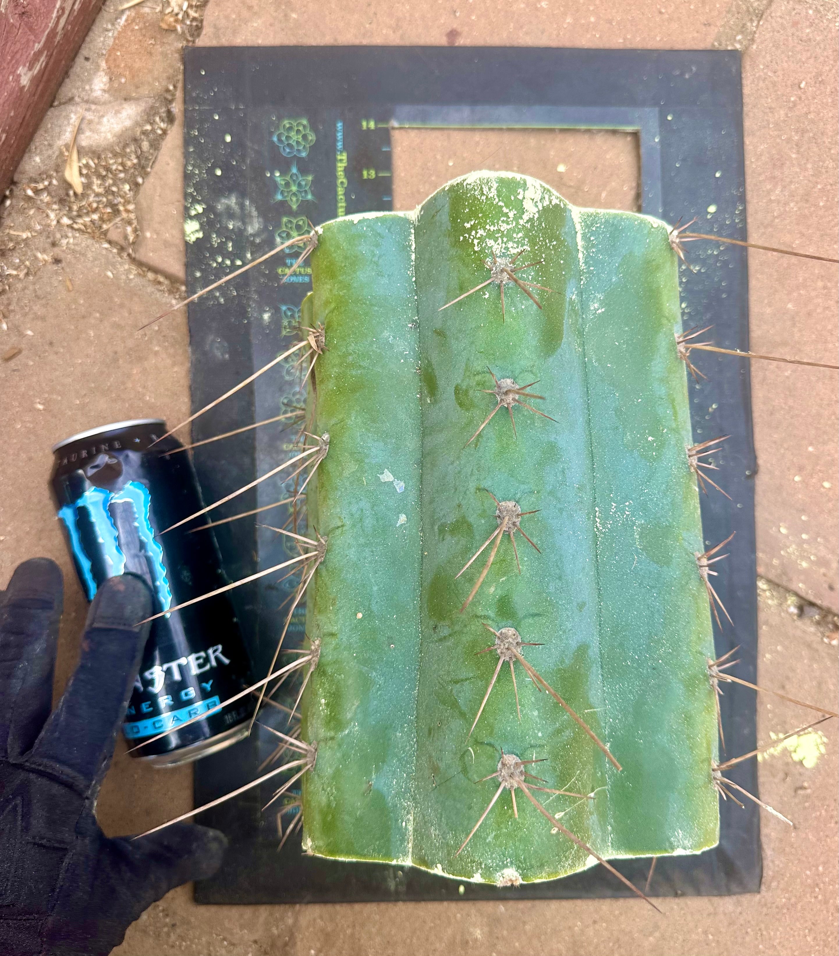 💎👑🌶️ CGG — 10” *MEGA* Mids (7)