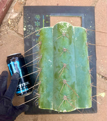 💎👑🌶️ CGG — 10” *MEGA* Mids (7)