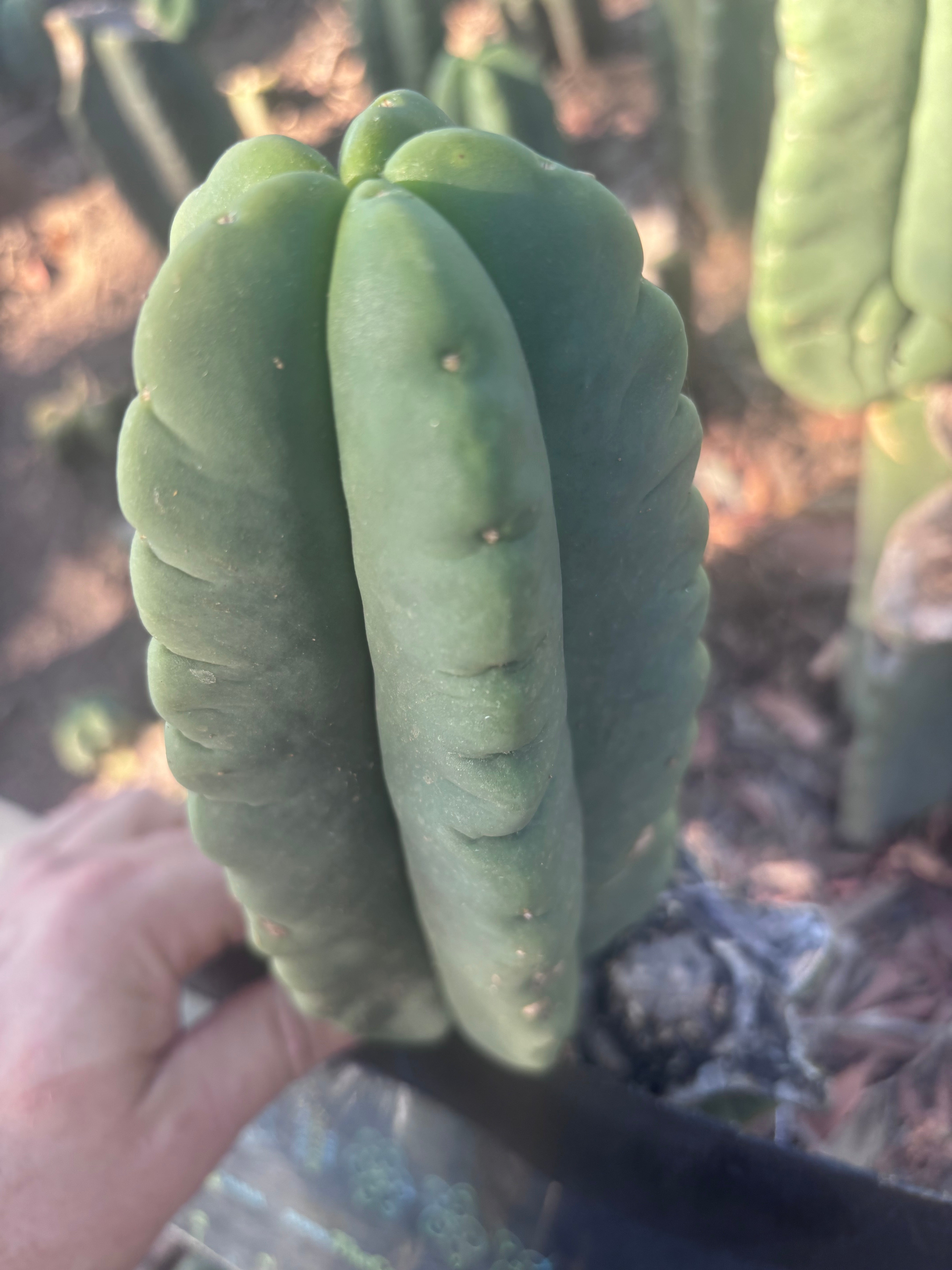 💎👑💎🌶️ Ferah — 8” Pup