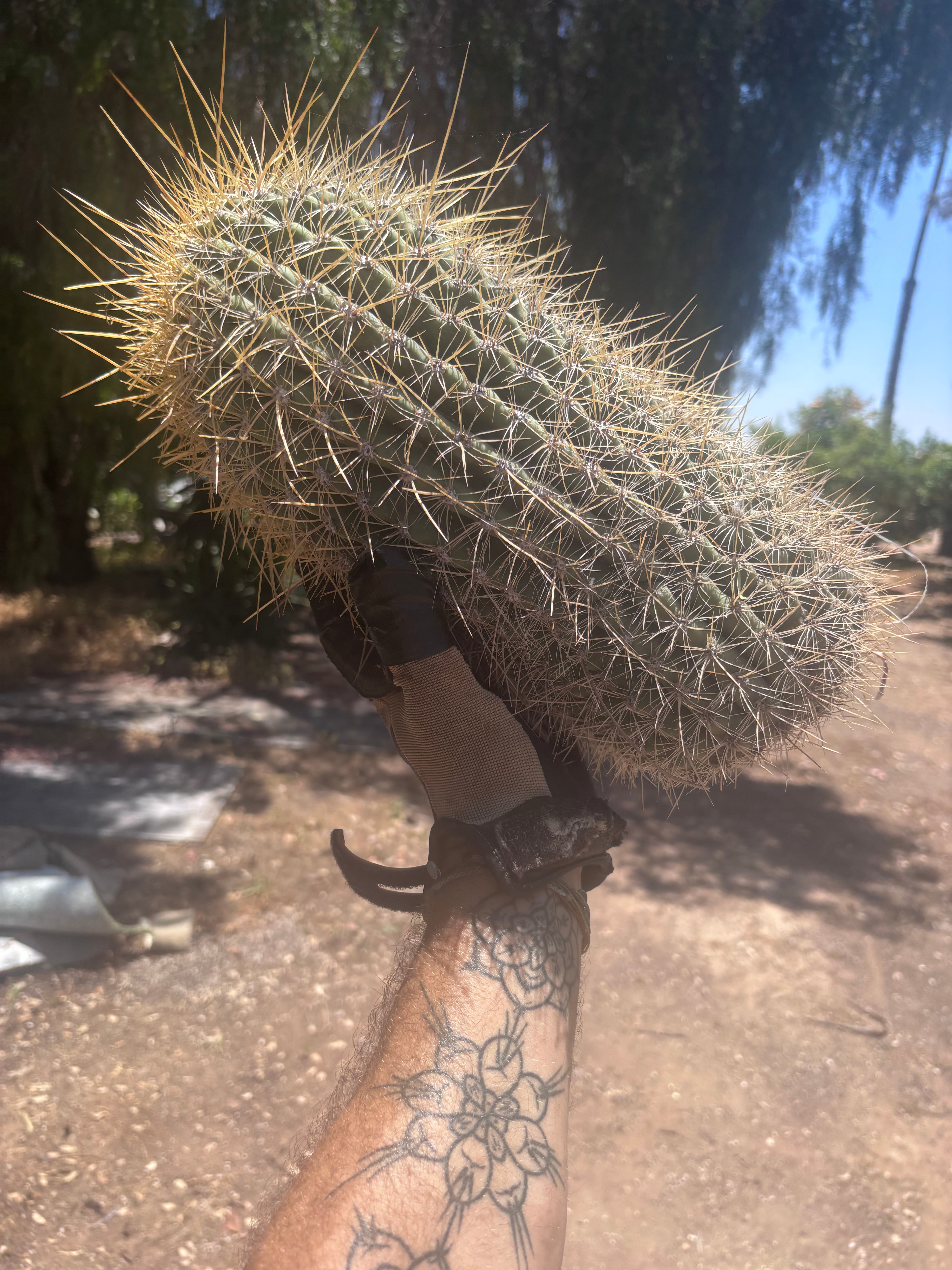 💎💎 T. Atacamensis — Massive Pup (Last One)