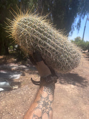 💎💎 T. Atacamensis — Massive Pup (Last One)