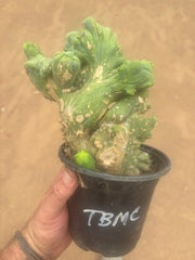 💎👑🌶️🌶️ TBMC — Large Rooted Specimen