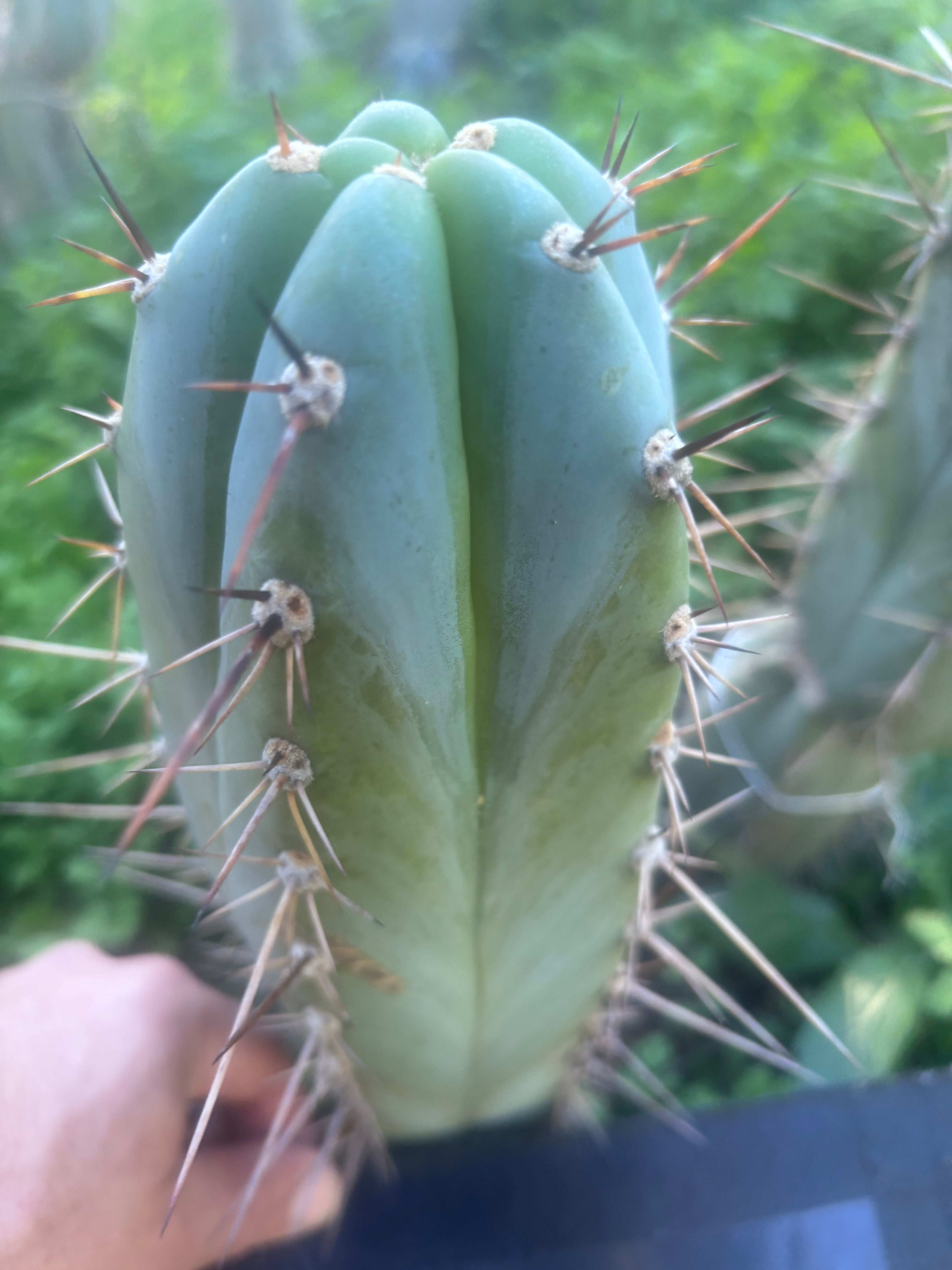 💎👑 Rosei 2 — Chonky 10” Tip