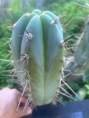 💎👑 Rosei 2 — Chonky 10” Tip
