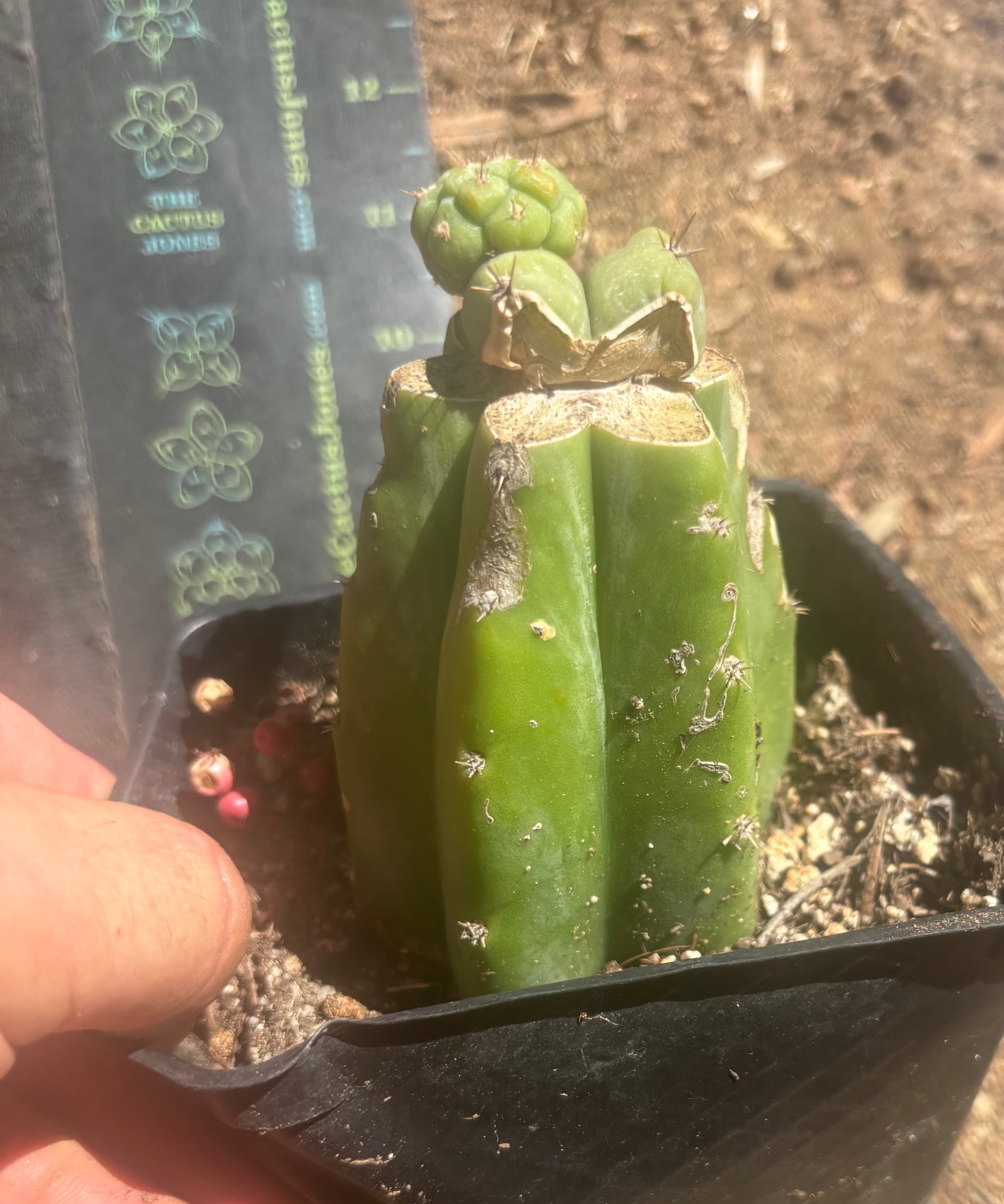💎👑 Q-Tip —  Pupping Slab Graft on Rooted PC