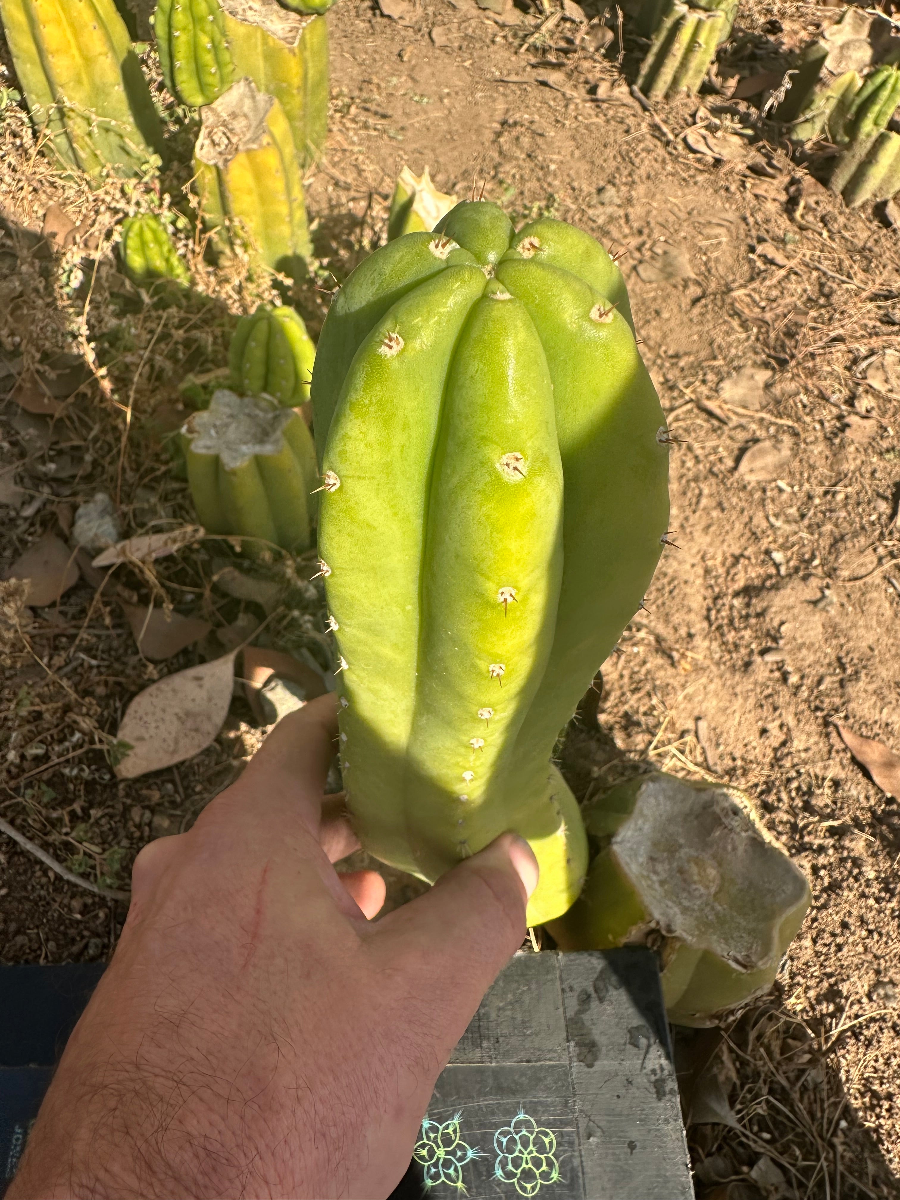 👑🌶️🌶️ Another Drop, Another Ogun — 10” Tip