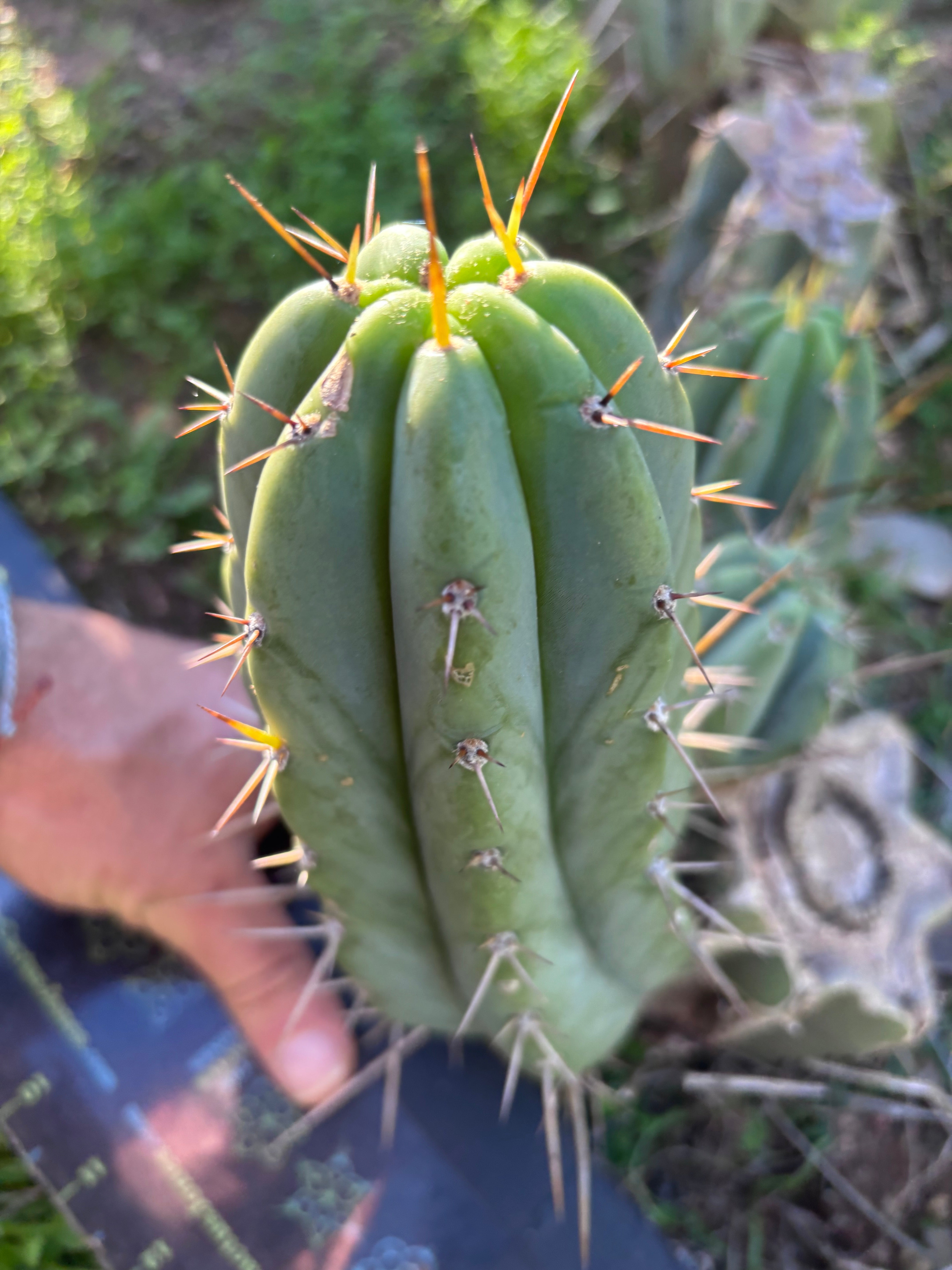 🌶️🌶️⚠️ E.R. — Chonky 9” Pup