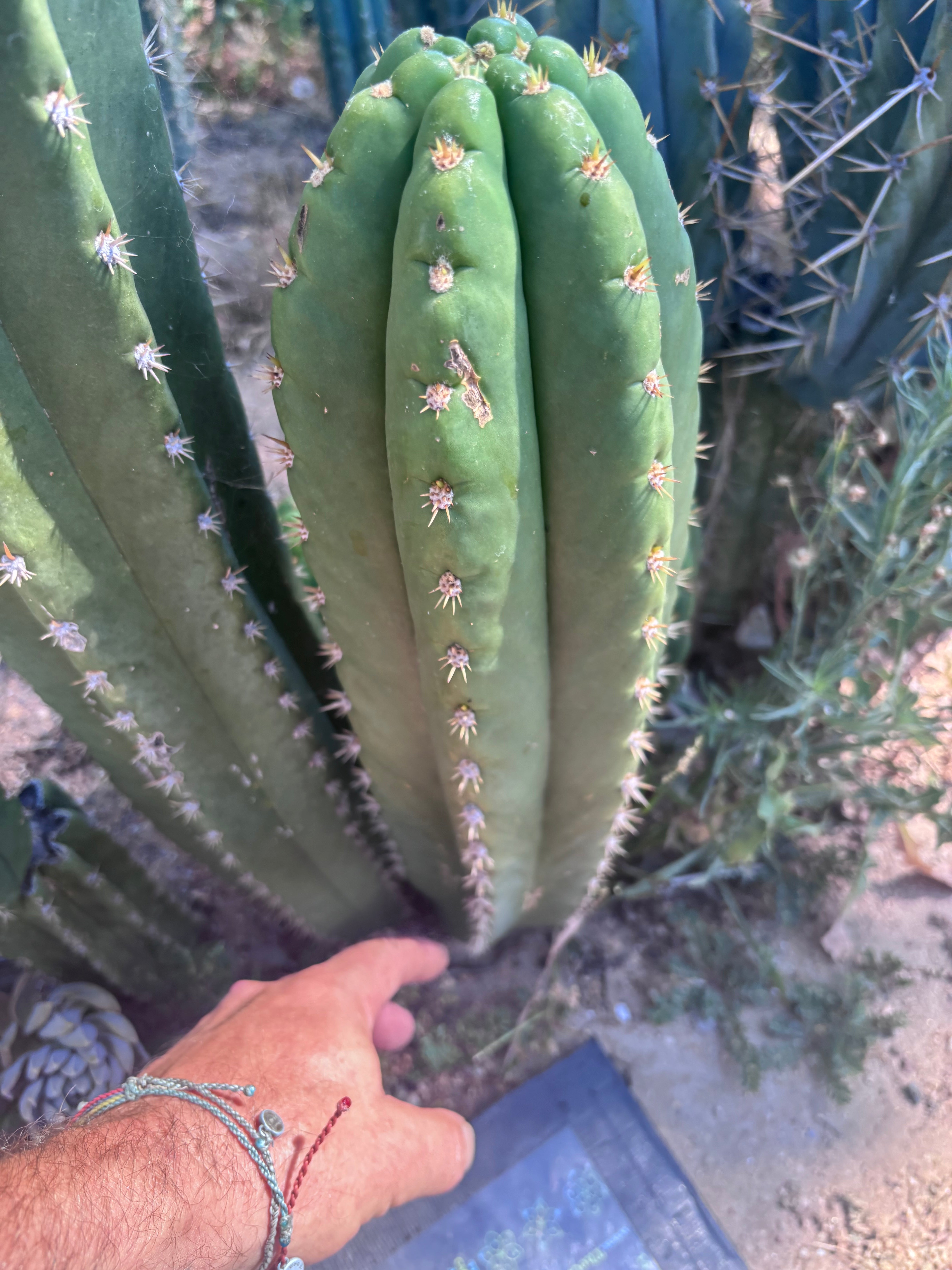 💎🌶️ Tipz x Super Pedro — Massive 15” Pup