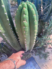 💎🌶️ Tipz x Super Pedro — Massive 15” Pup