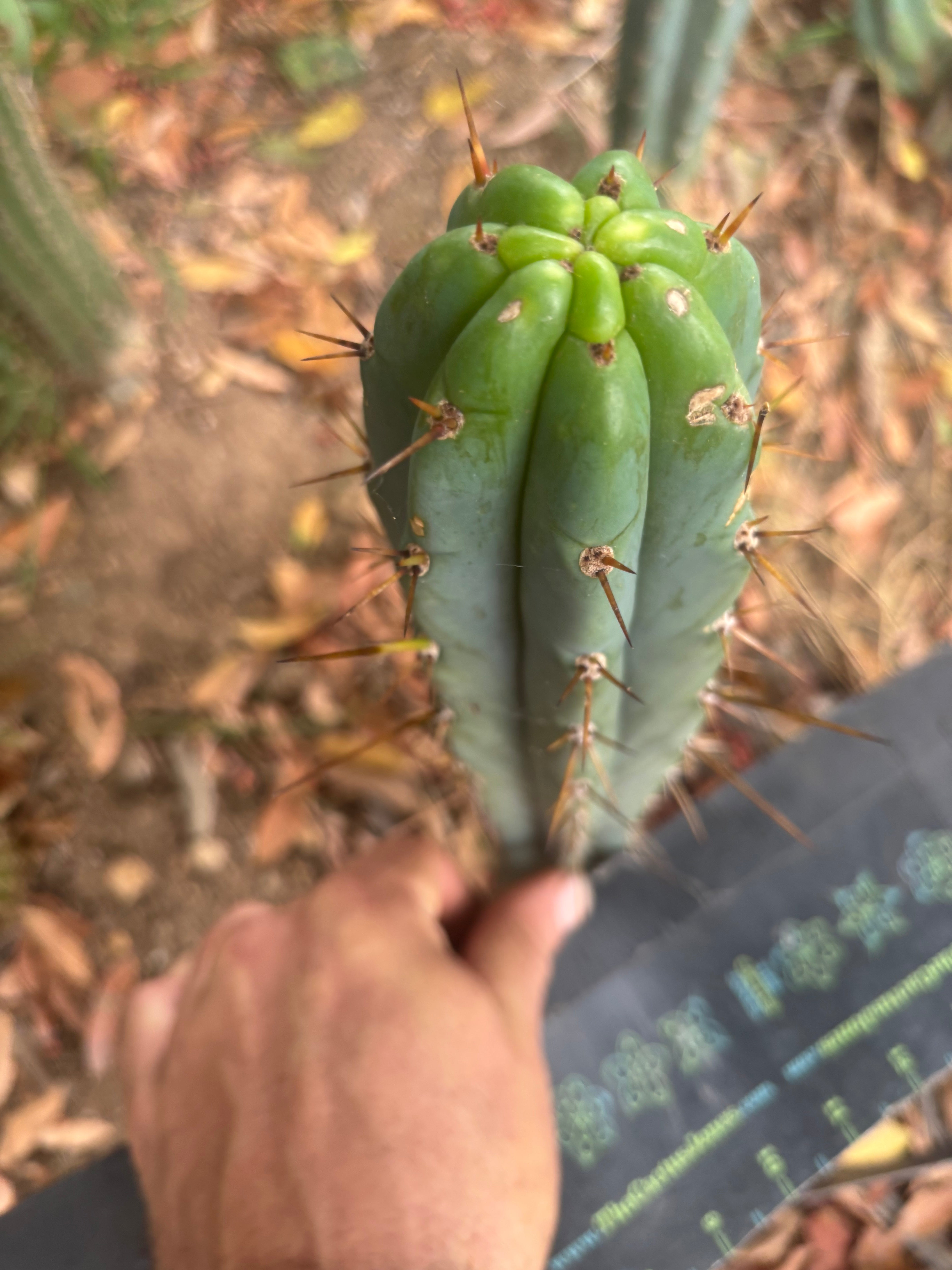 👑🌶️🌶️ Pala — 9” Tip Again