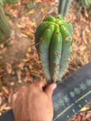 👑🌶️🌶️ Pala — 9” Tip Again