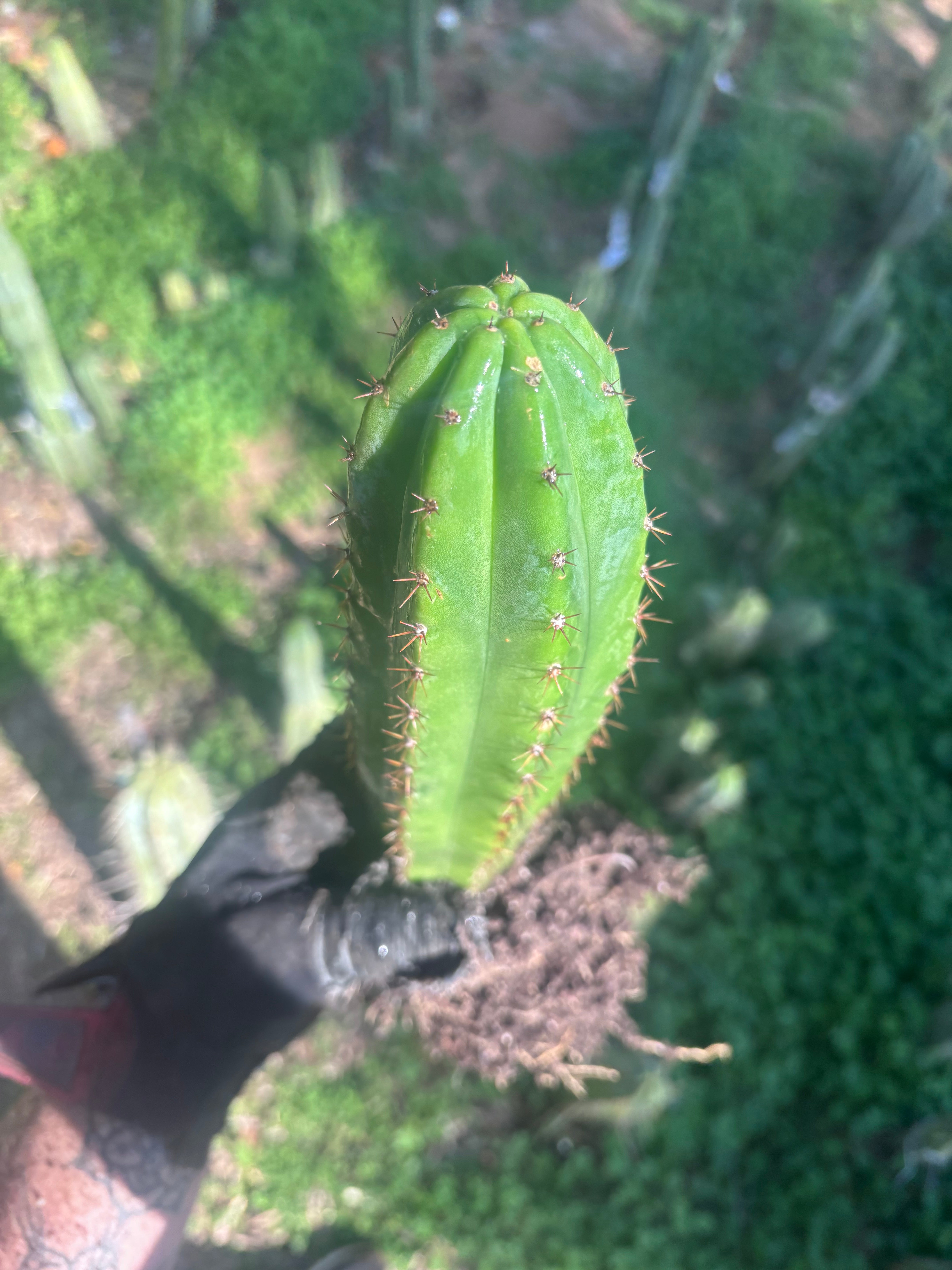 🎁🌶️ NEW Add On Freebie! — DeCosta x Bob, Large Yearlings