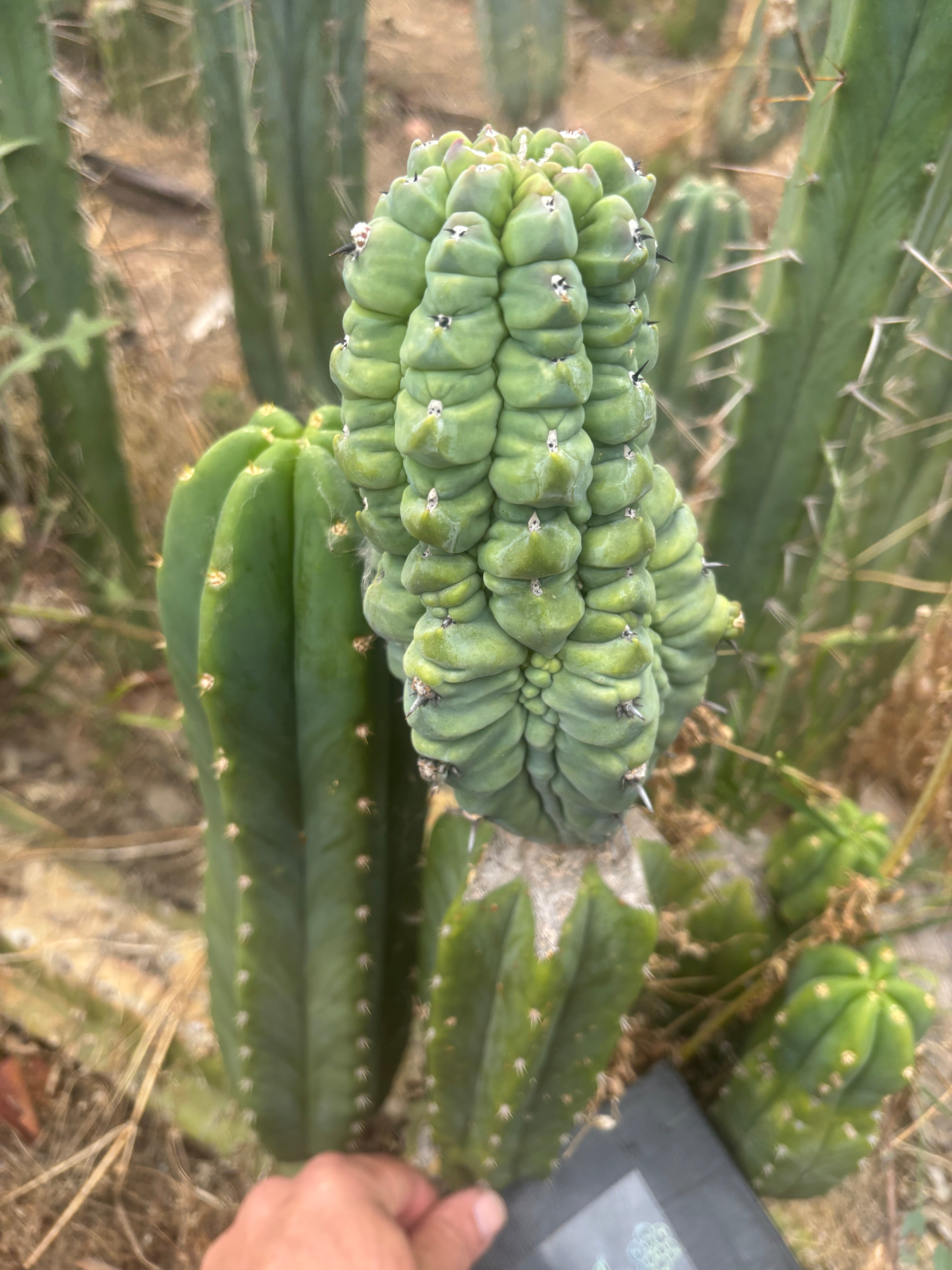 👑💎 Glorp — Another XL Graft