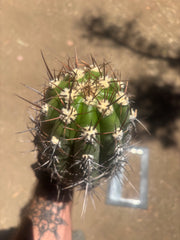 💎⚔️ Taquimbalensis — Chonky 8” Pup