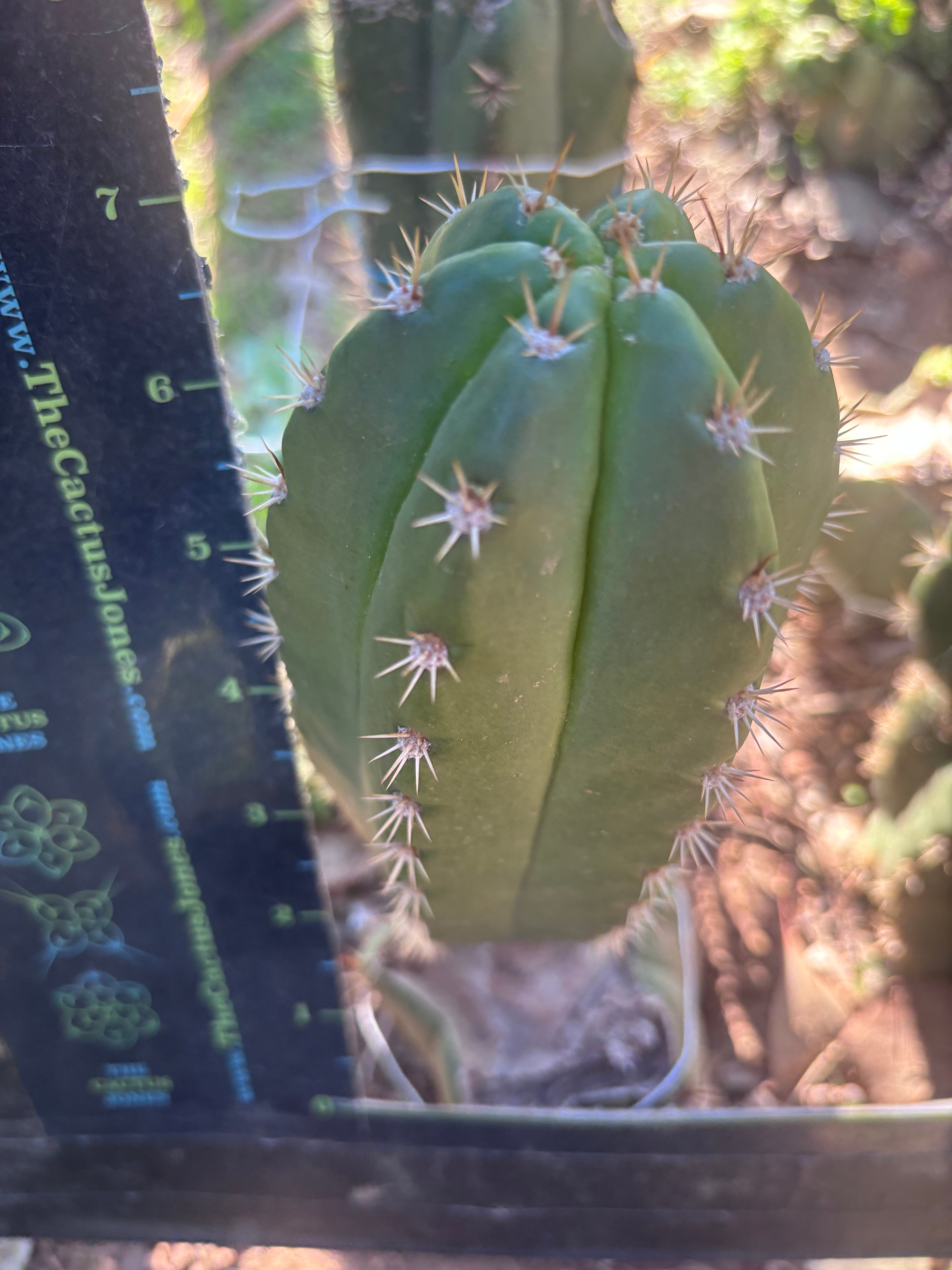 💎👑💎🌶️ CareBear — 6” Pup