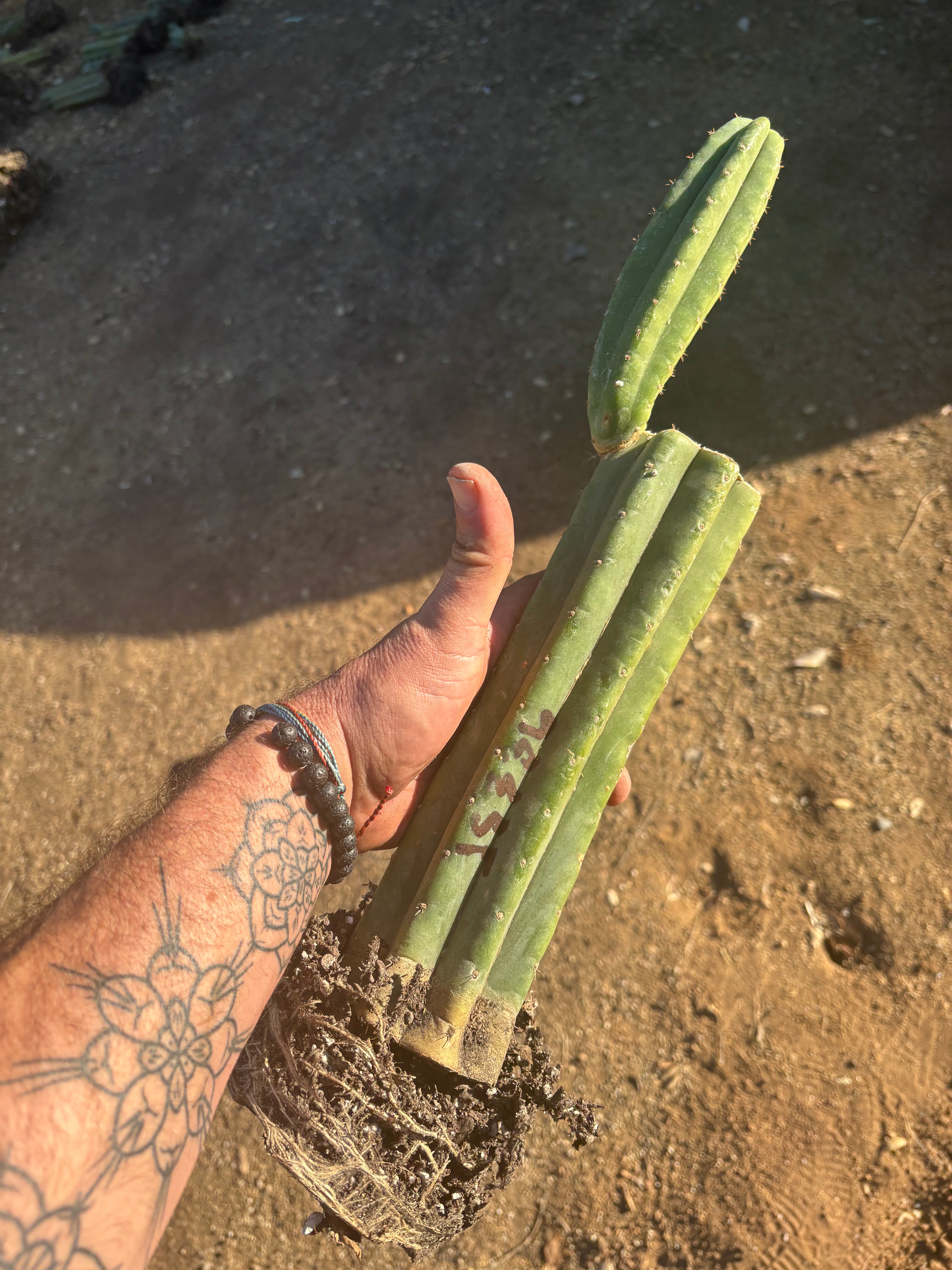 👑 JS336 — Fully Rooted 12” Mid w/ Pup