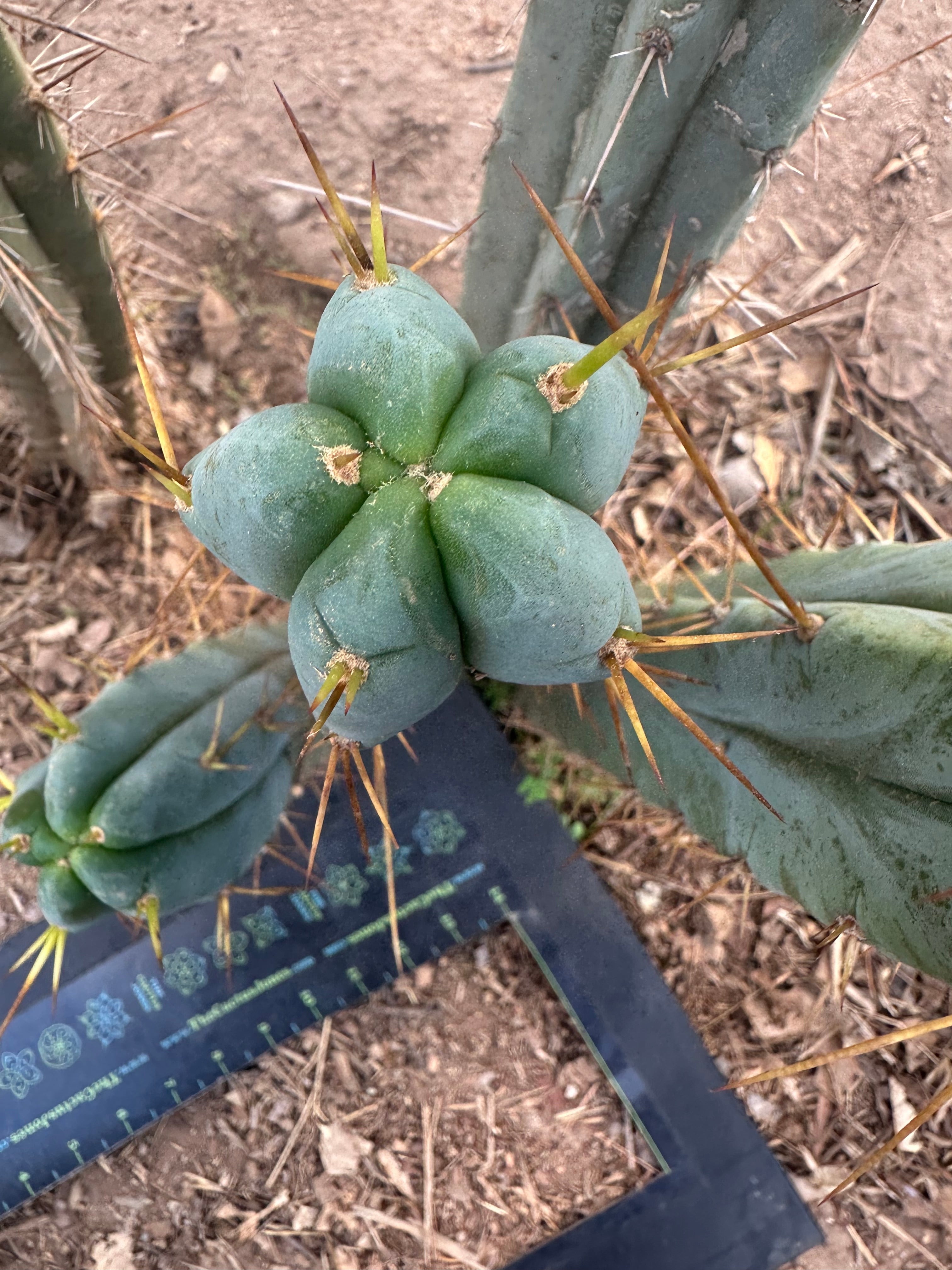 👑🌶️ S.S. Achuma — 10” Tips (2)