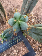 👑🌶️ S.S. Achuma — 10” Tips (2)