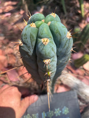 👑 Icaros — Frosty 9” Tip