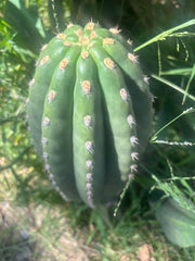 💎👑💎 SASS — Massive 13” Melon