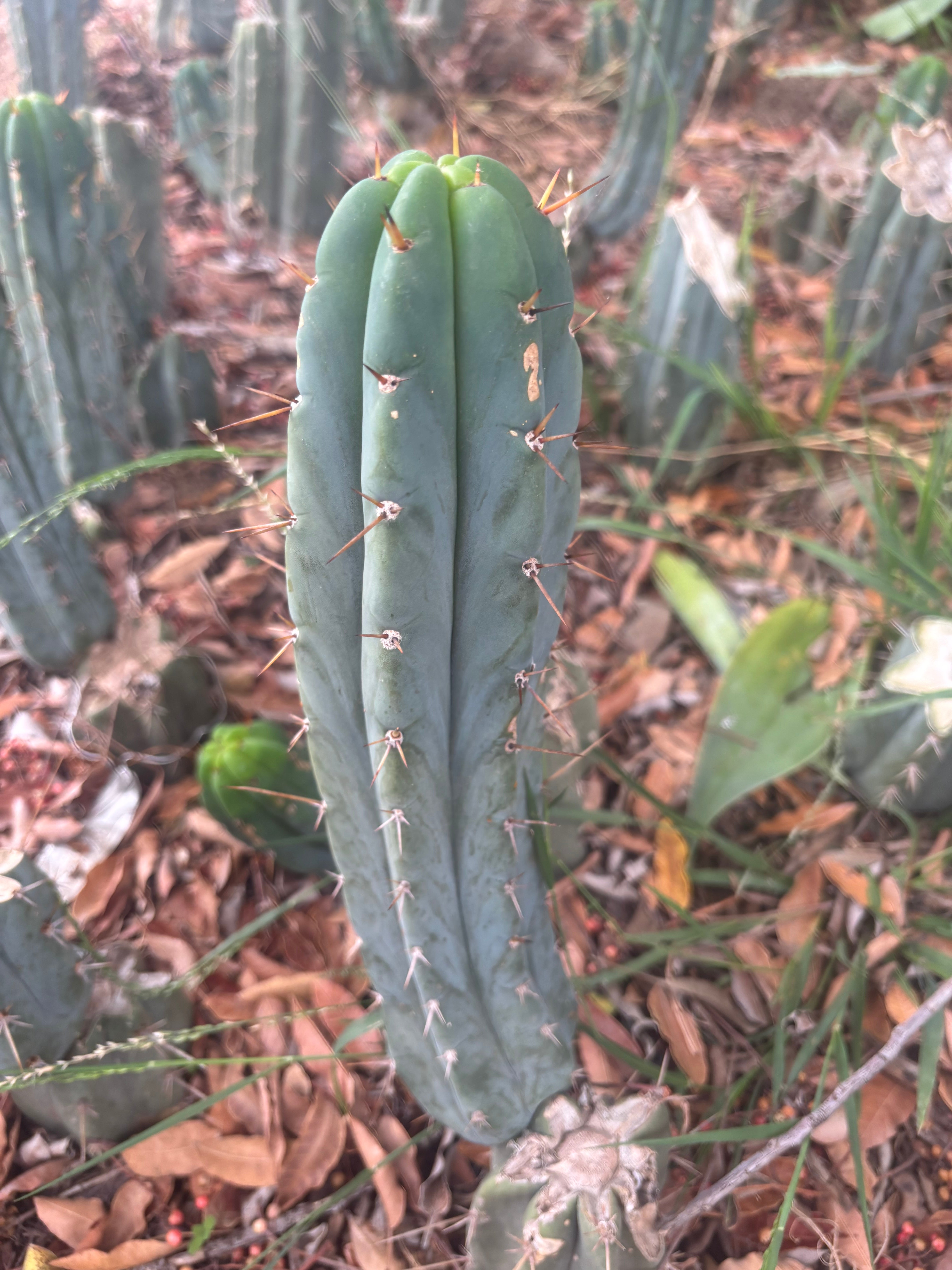 👑🌶️🌶️ Pala — Another 9” Tip