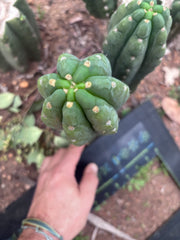 👑🌶️  Ichoca — 8.5” Pup