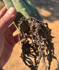 👑🌶️🌶️ Landfill — 10” Rooted Tip