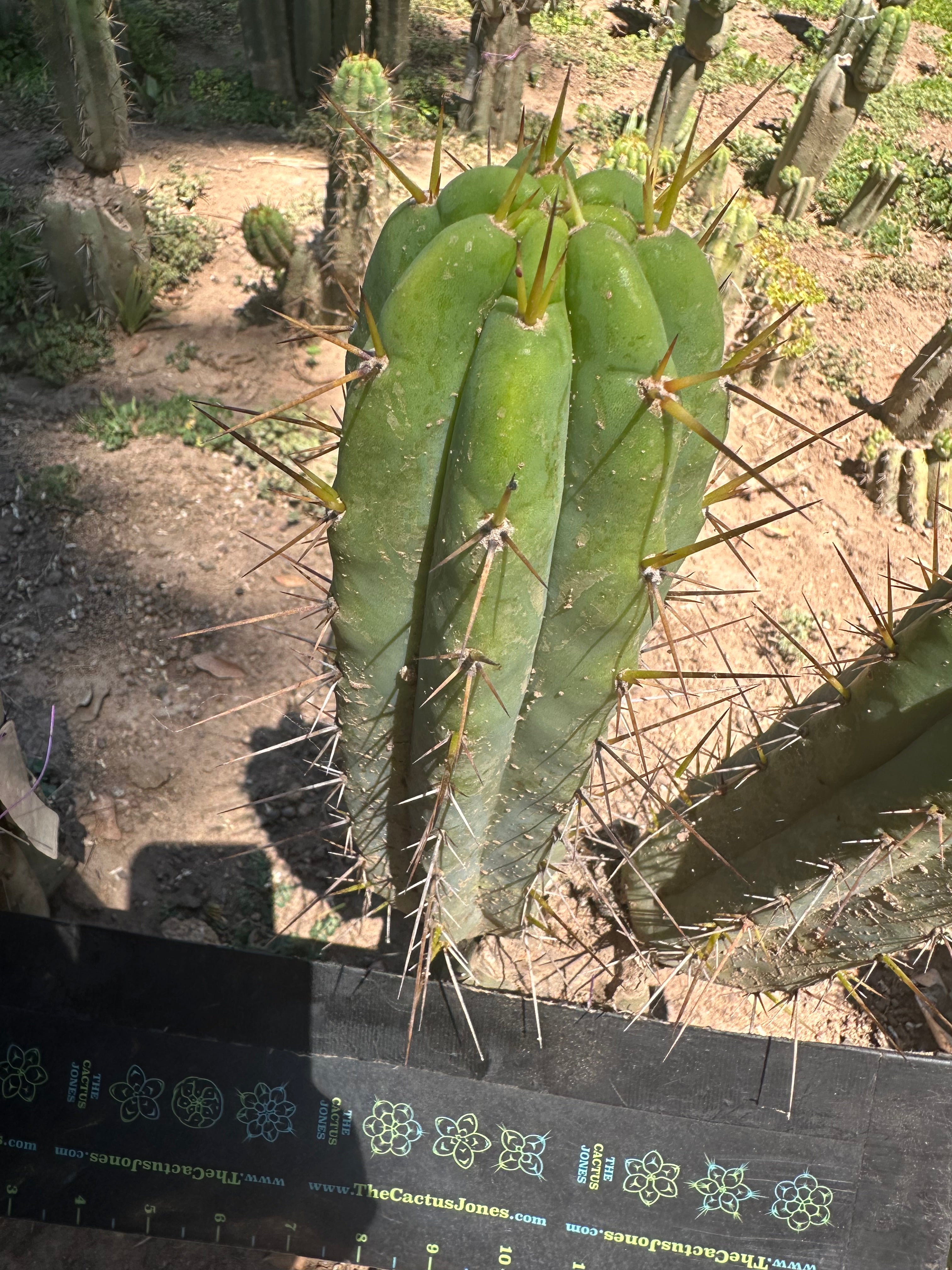 👑🌶️ Nash — 10” Tips, Restocked