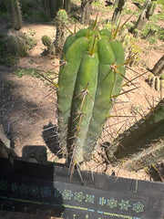 👑🌶️ Nash — 10” Tips, Restocked