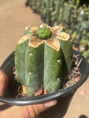💎👑💎 Havran — Pup Graft on Rooted Shine01