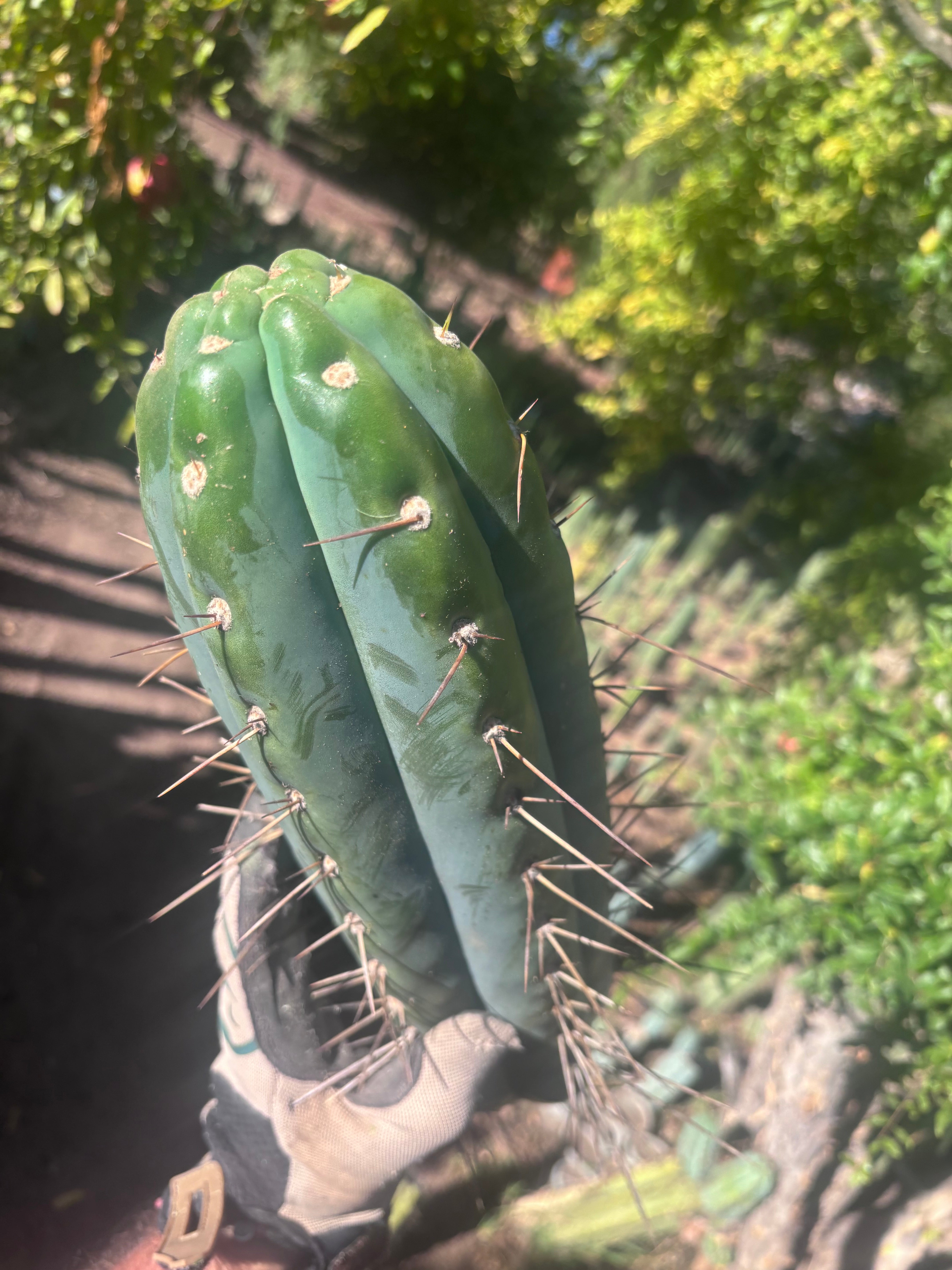 🌶️ SS02 x Kimura’s Spiny Giant  — Another Massive 16” Tip