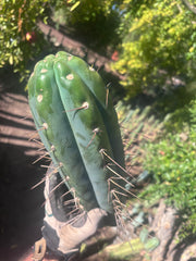 🌶️ SS02 x Kimura’s Spiny Giant  — Another Massive 16” Tip