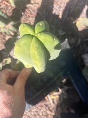💎👑💎🌶️ Ferah — 6” Grenade