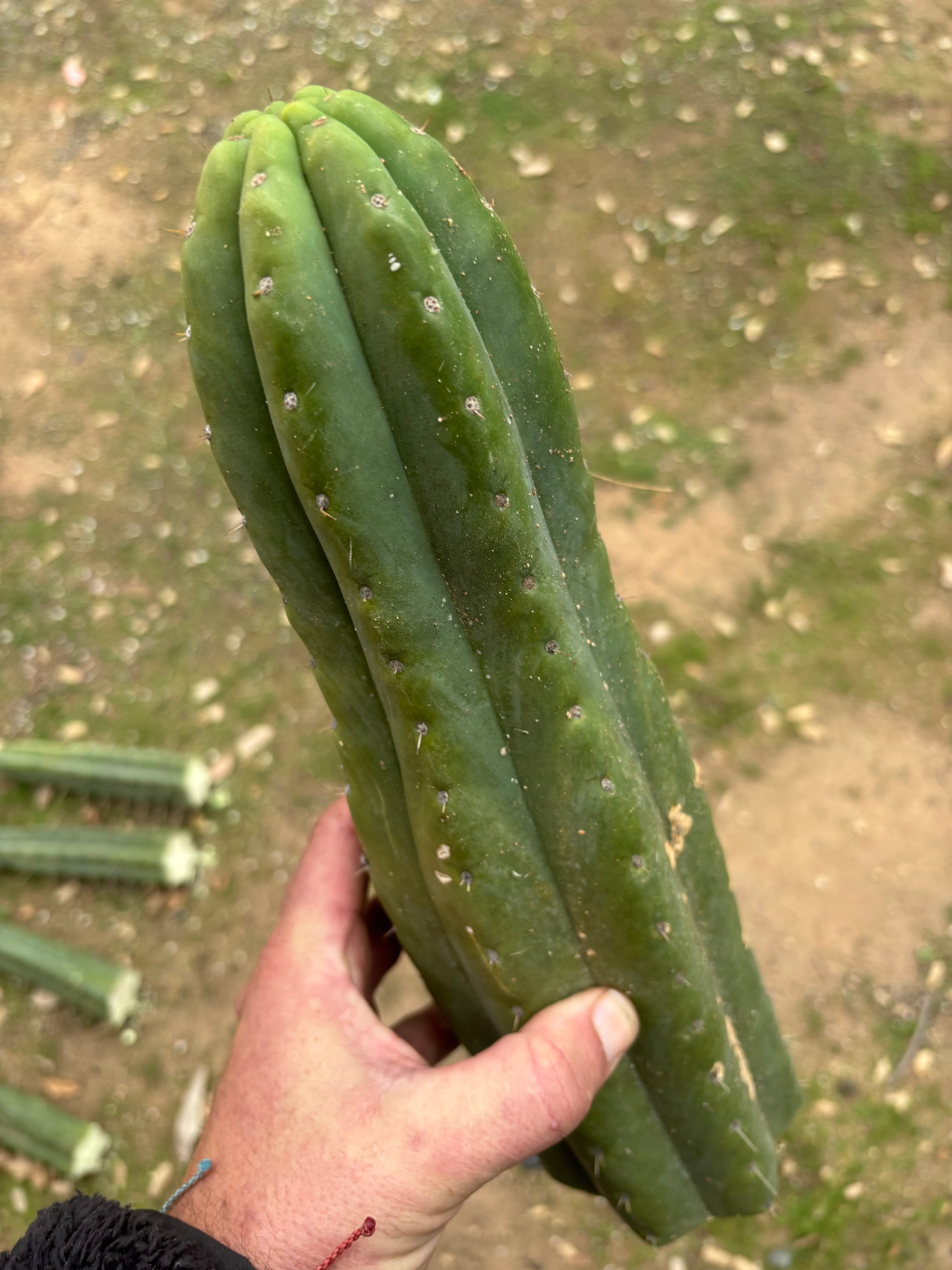 💎👑🌶️ Tom Juuls Giant  — XL 14” Tip