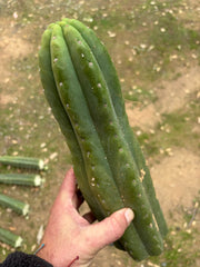 💎👑🌶️ Tom Juuls Giant  — XL 14” Tip